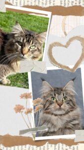 Beige and Grey Scrapbook Love Couple Collage Instagram Story