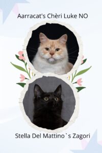 Cream and Pink Playful Family Photo Collage