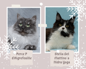 Cream White Festive Scrapbook Winter Holiday Photo Collage