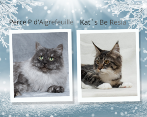 White and Blue Winter Memories Photo Collage