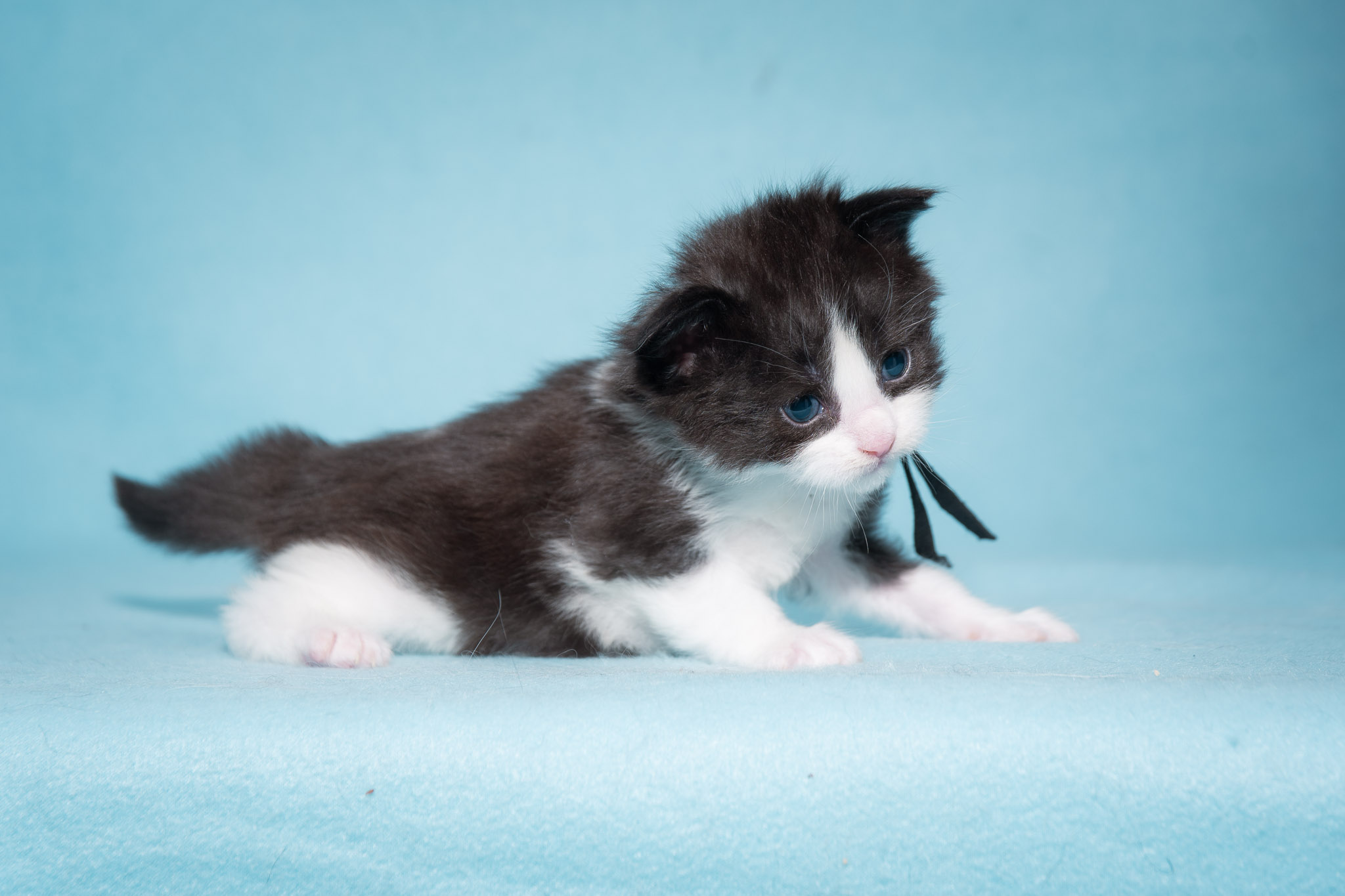 20260306_King_0475_Social