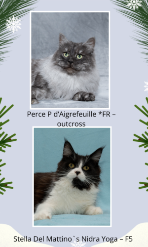 Stella Del Mattino`s Nidra Yoga – F5 Stella Del Mattino`s Nidra Yoga – F5